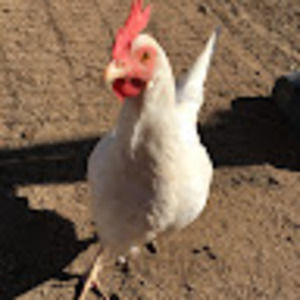 Meet your Posher, Jen